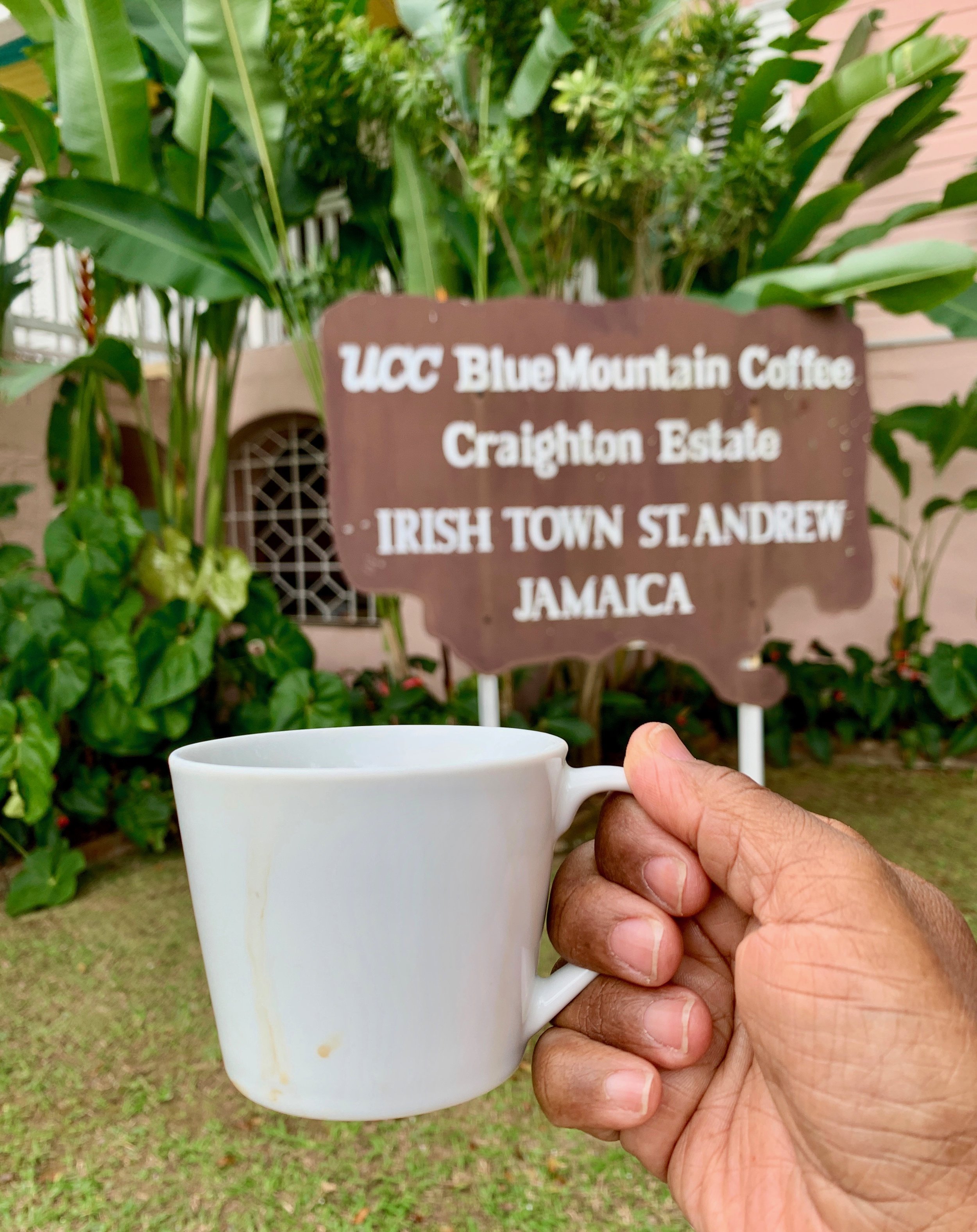  Straight from the airport, I drove an hour from Kingston to tour Craighton Estate, one of a handful of small growers of Jamaica’s Blue Mountain coffee. It’s high quality and limited quantity is why the brew can fetch up to  US$100 a pound! 