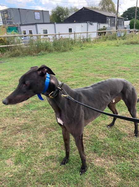 madabout wacker body.PNG