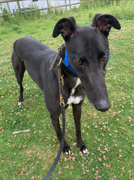 slippy padraig body.PNG