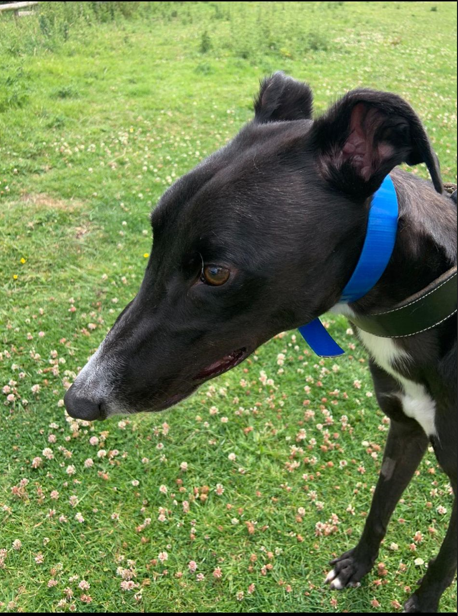 hillden ned face.PNG