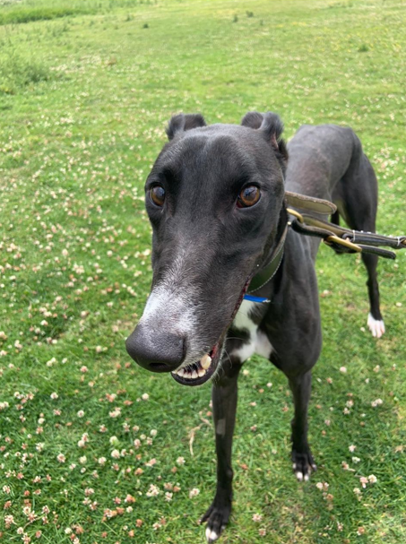 hillden ned body.PNG