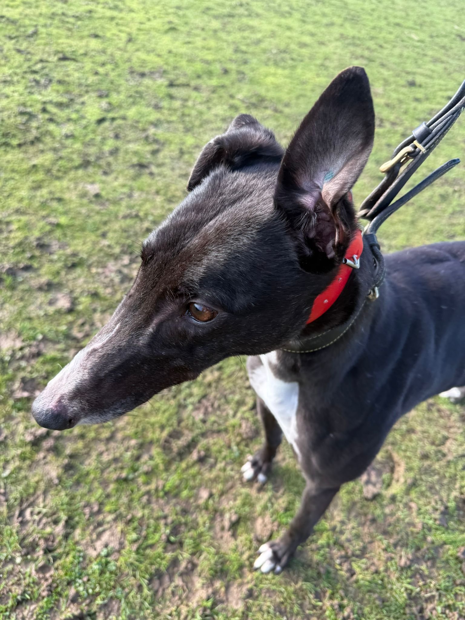 RGOA - UK Dog Rescue Charity | Rescue Finder