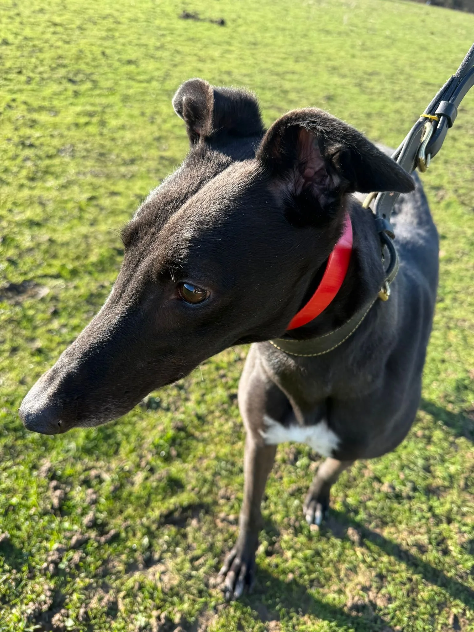 Adopt Flo – 4 Year Old Greyhound in Essex