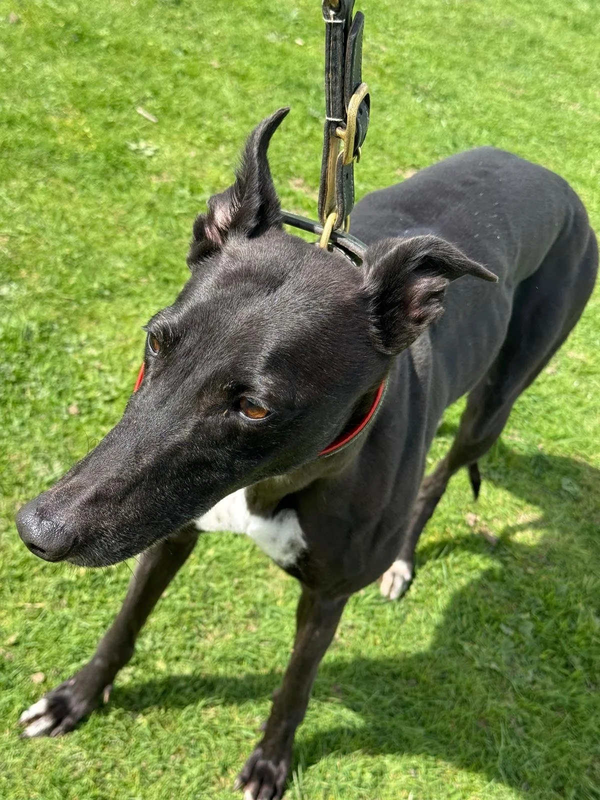 Delsie, a 4 years old female Greyhound available for adoption from RGOA in Essex