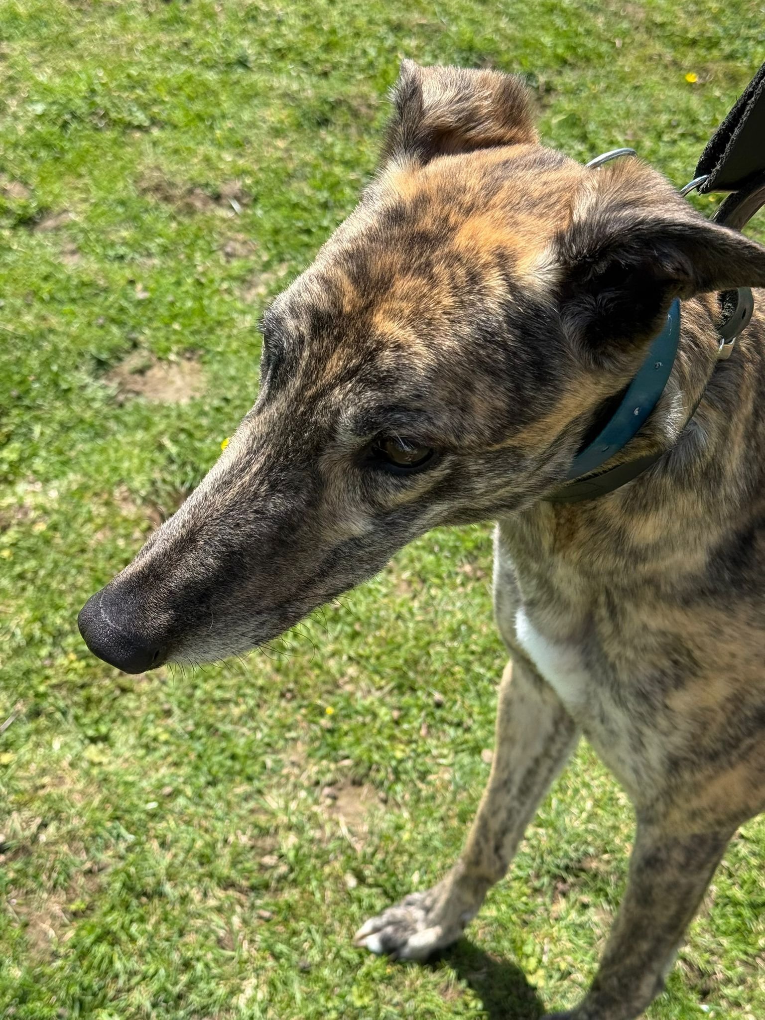 Cian, a 3 years old male Greyhound available for adoption from RGOA in Essex