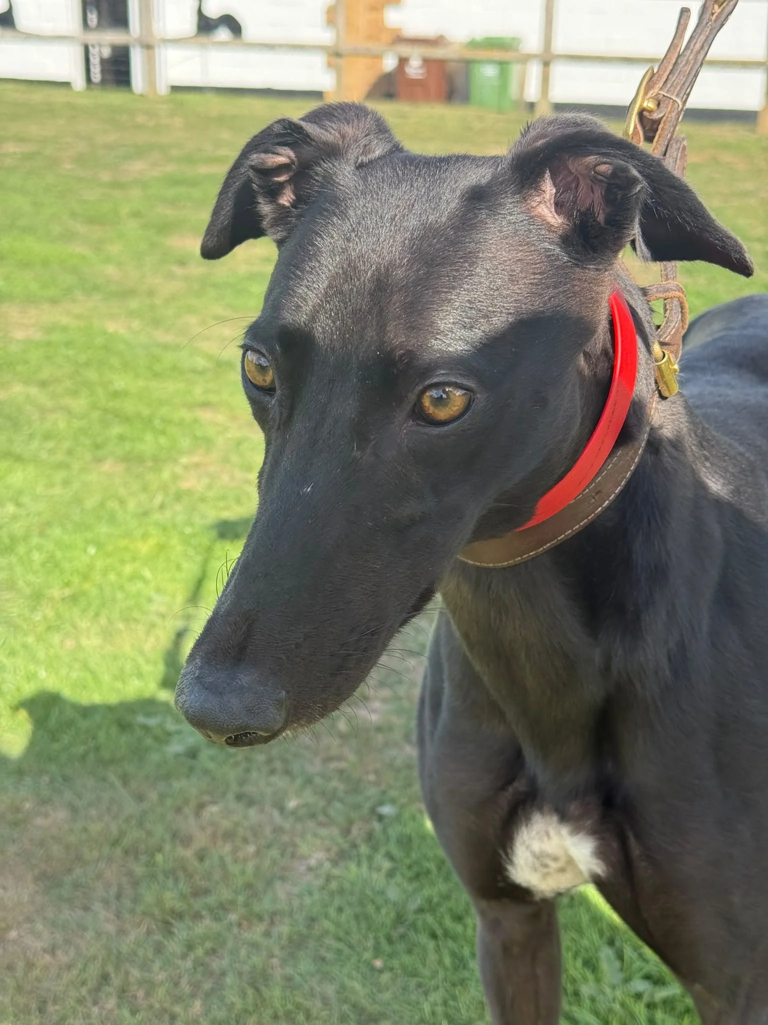 Clover, a 2 years old female Greyhound available for adoption from RGOA in Essex