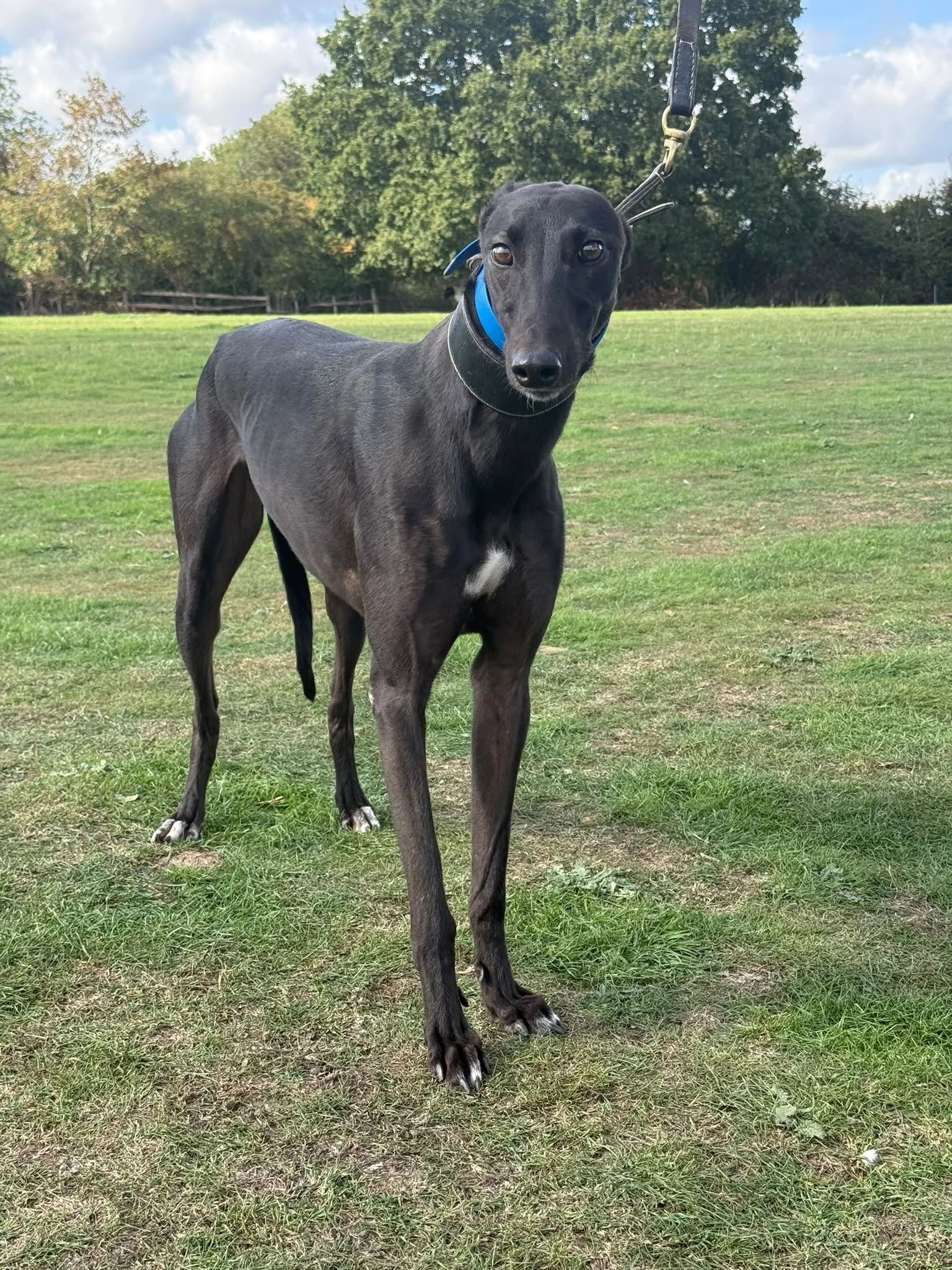 Bob, a 4 years old male Greyhound available for adoption from RGOA in Essex