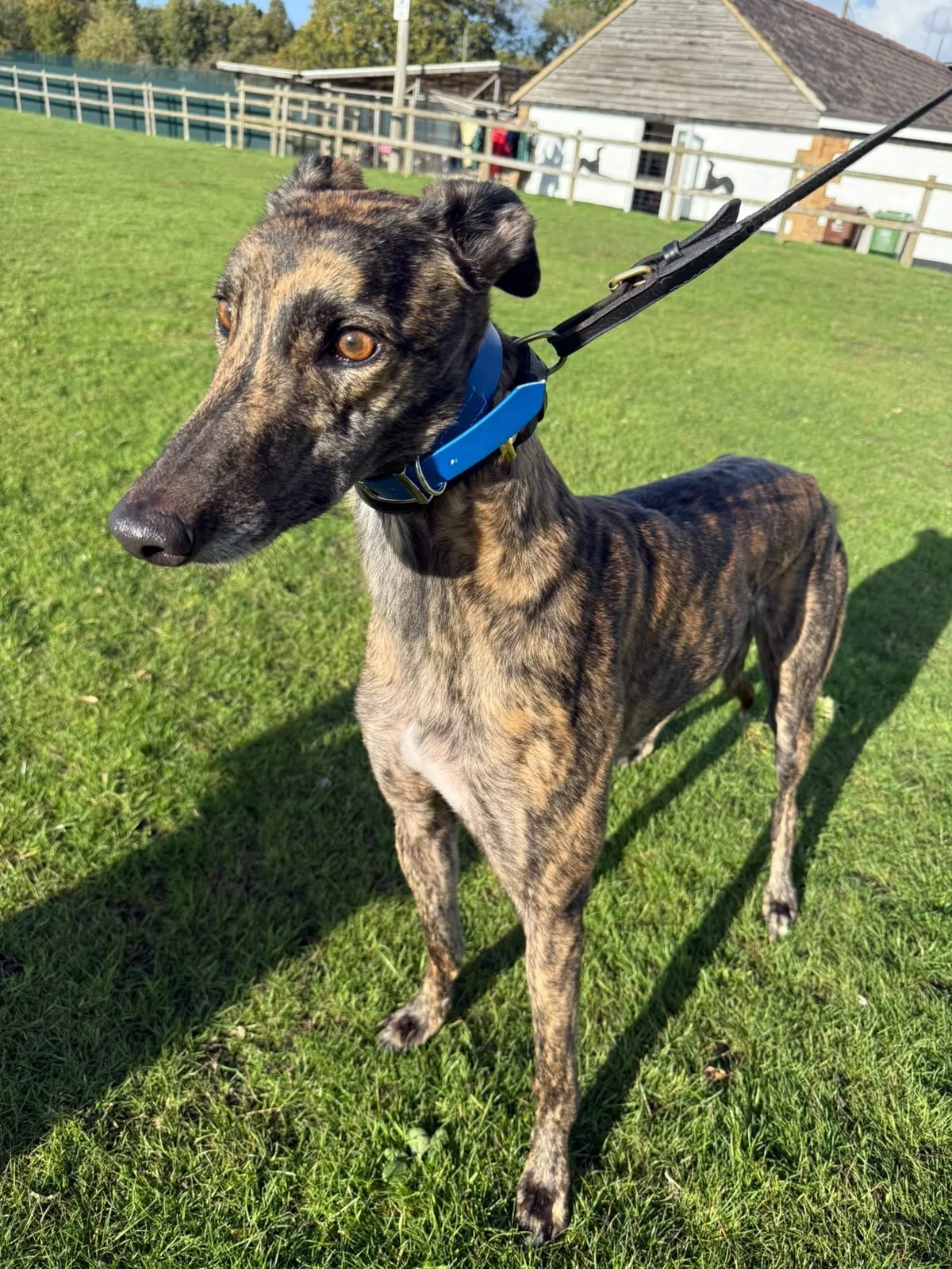 Ozzie, a 3 years old male Greyhound available for adoption from RGOA in Essex