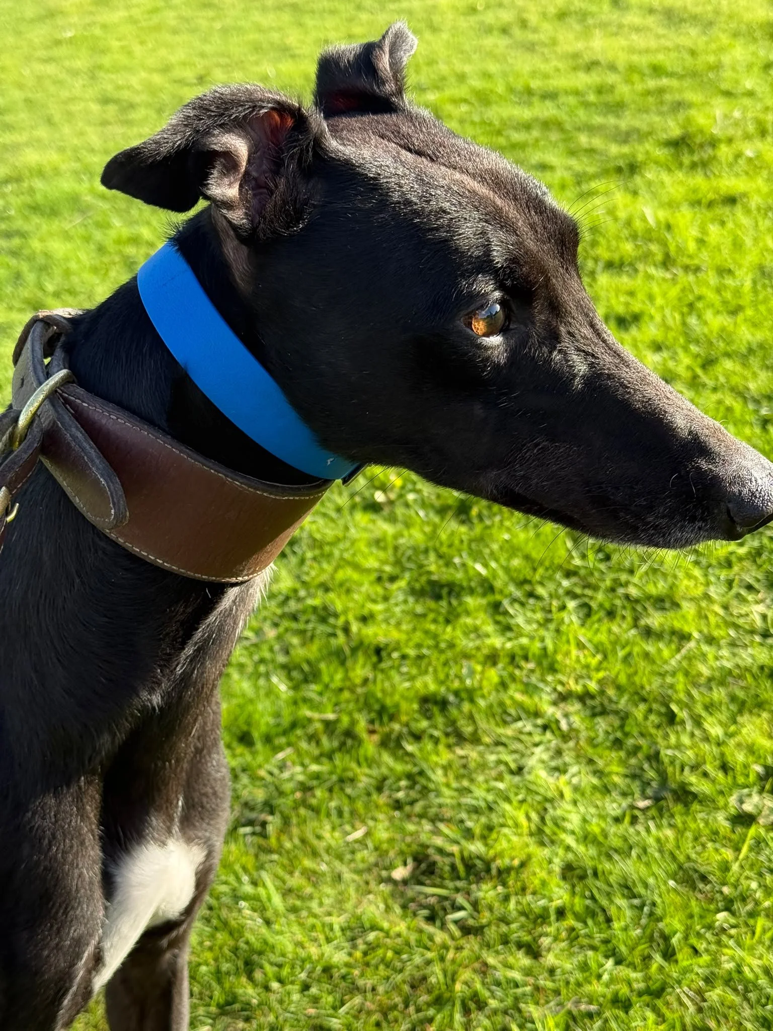 Micky, a 4 years old male Greyhound available for adoption from RGOA in Essex