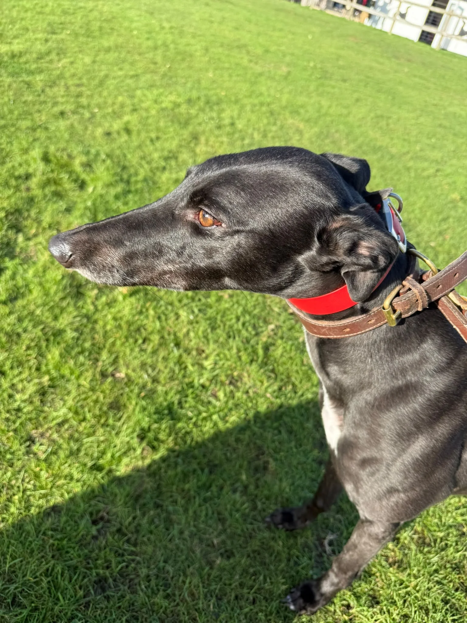 Star, a 4 years old male Greyhound available for adoption from RGOA in Essex