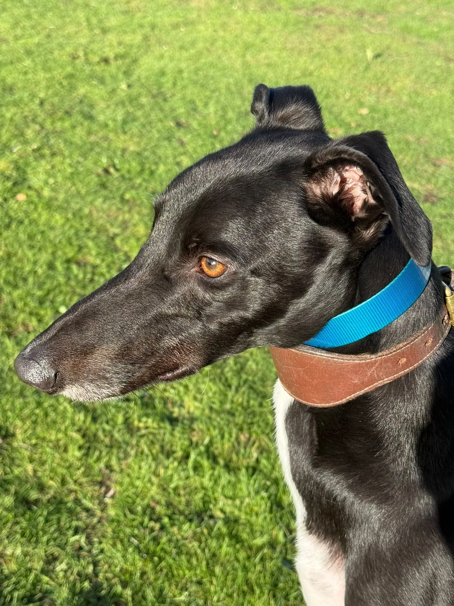 Socks, a male Greyhound available for adoption from RGOA in Essex