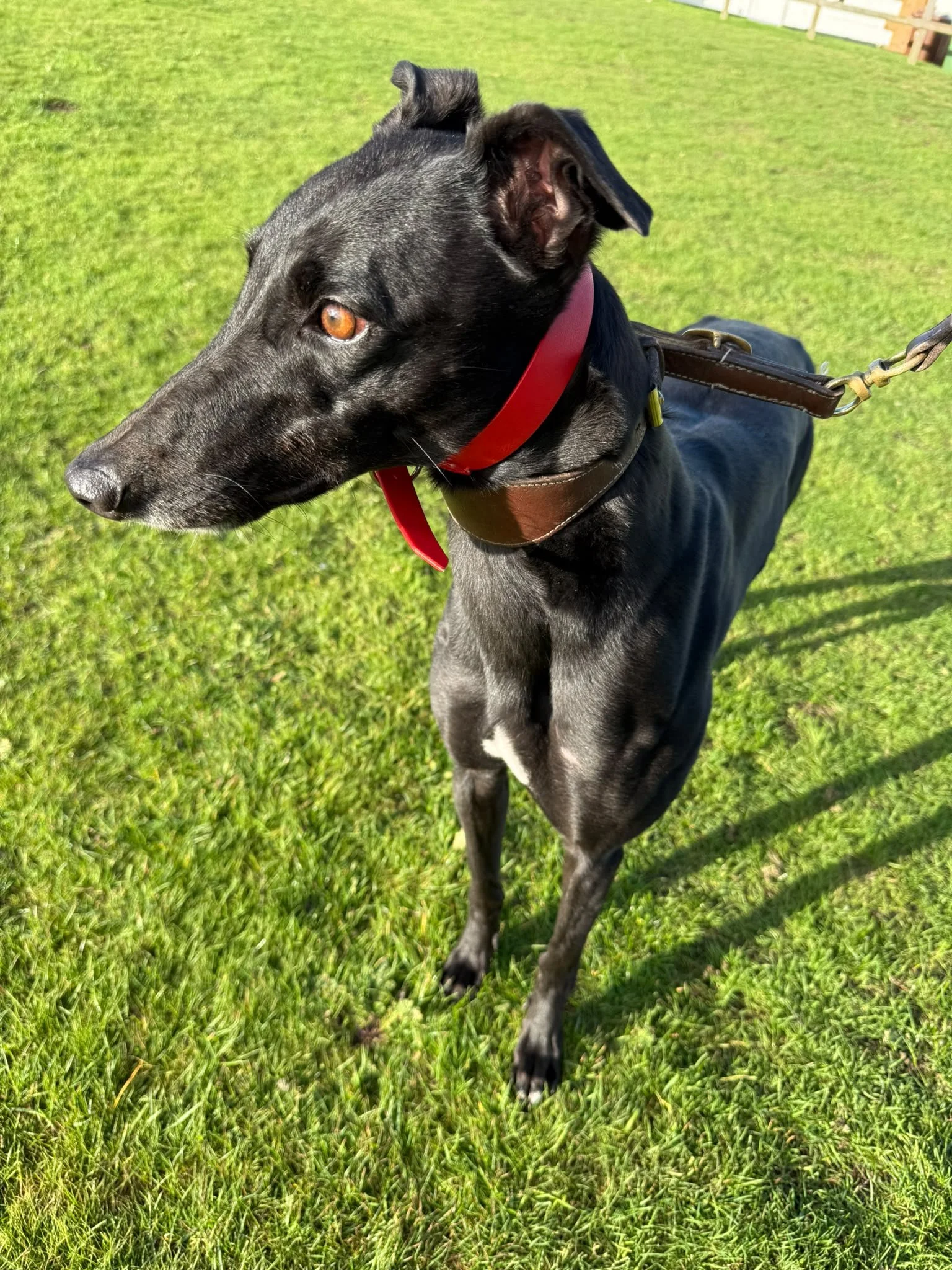 Lardy, a 4 years old female Greyhound available for adoption from RGOA in Essex