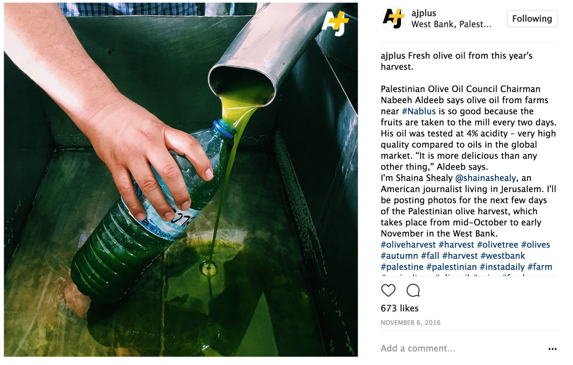 Part of a series I posted on the West Bank Olive Harvest for AJ+'s Instagram account