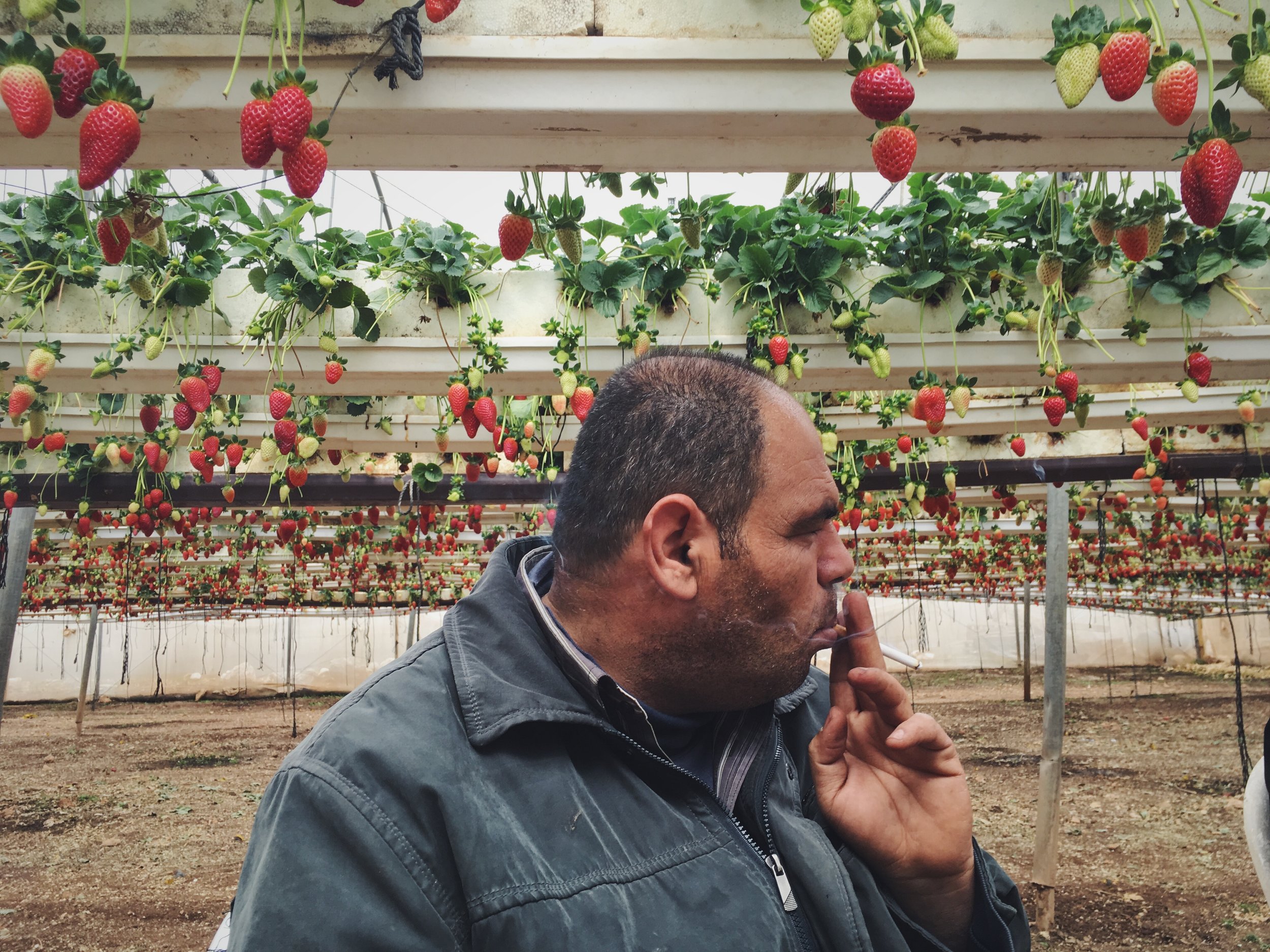  Omran Shadid, a strawberry farmer near the northern West Bank town of Jenin, takes a cigarette break. Strawberries came to the West Bank in 2009 and Omran invested in them because "The appearance is attractive," he says. "It gives you nice art, good