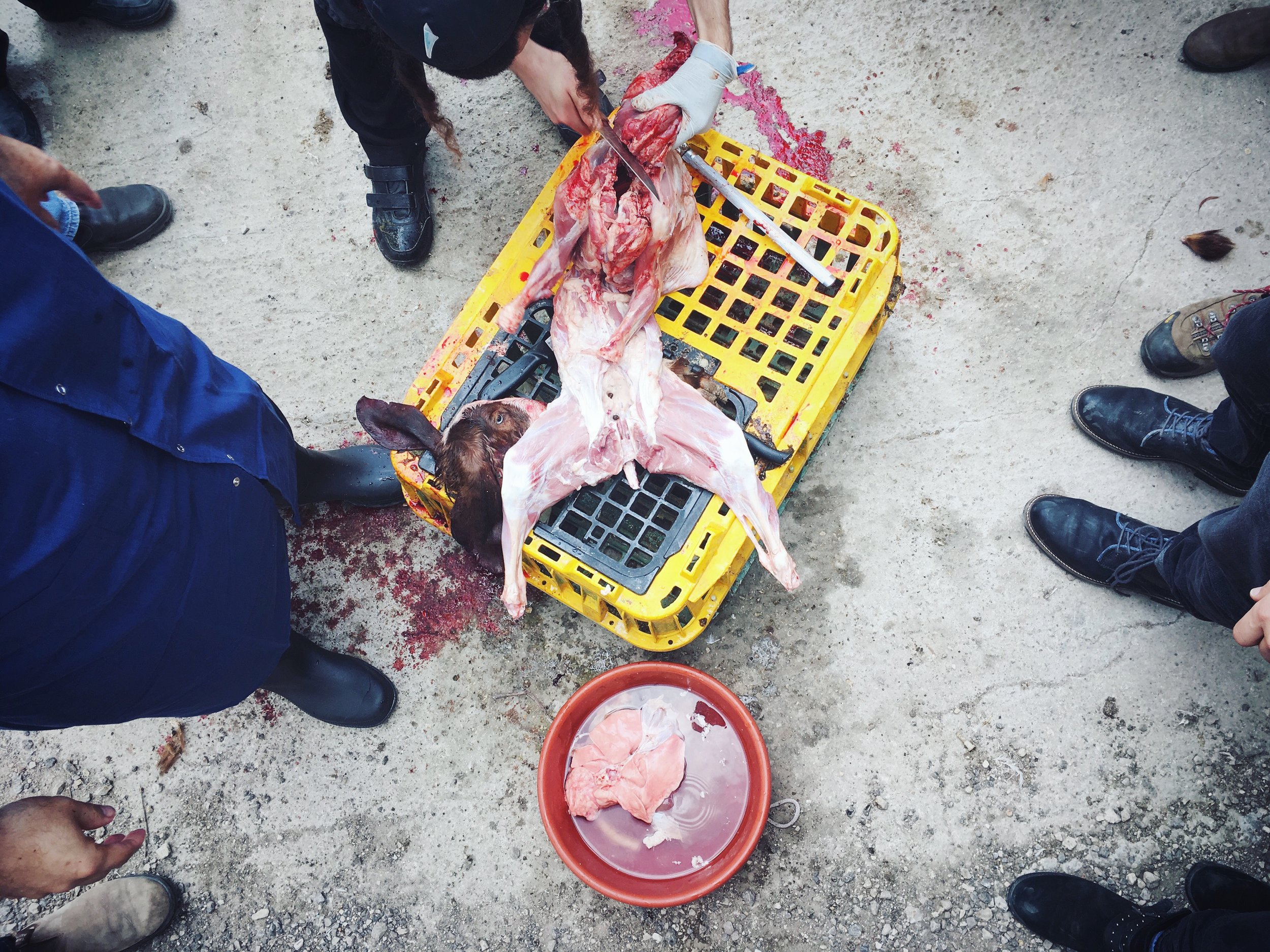  Rabbis talk about Kashrut policy in Israel while performing ritual slaughter on a baby goat 