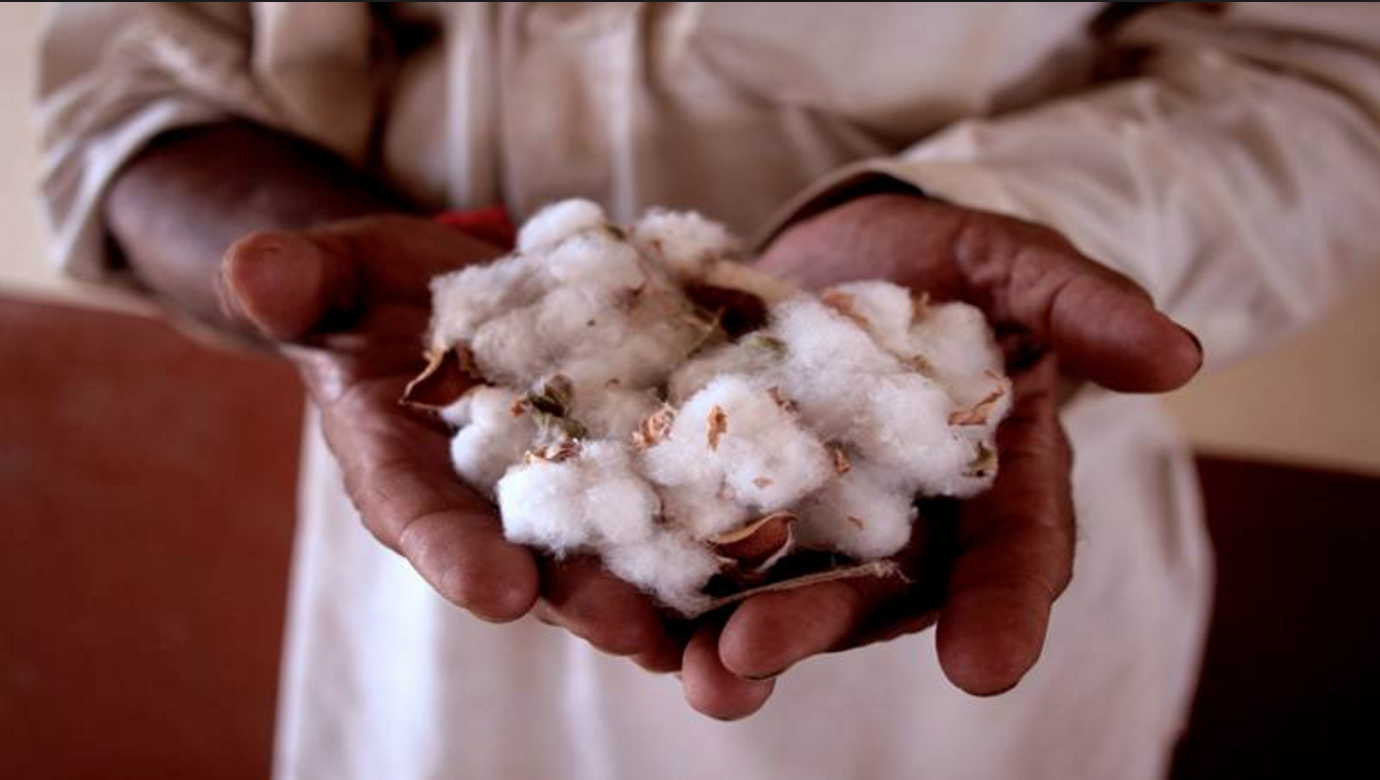  Organic Kala Cotton in Kutch, Gujarat - published by Free Press Journal, India 
