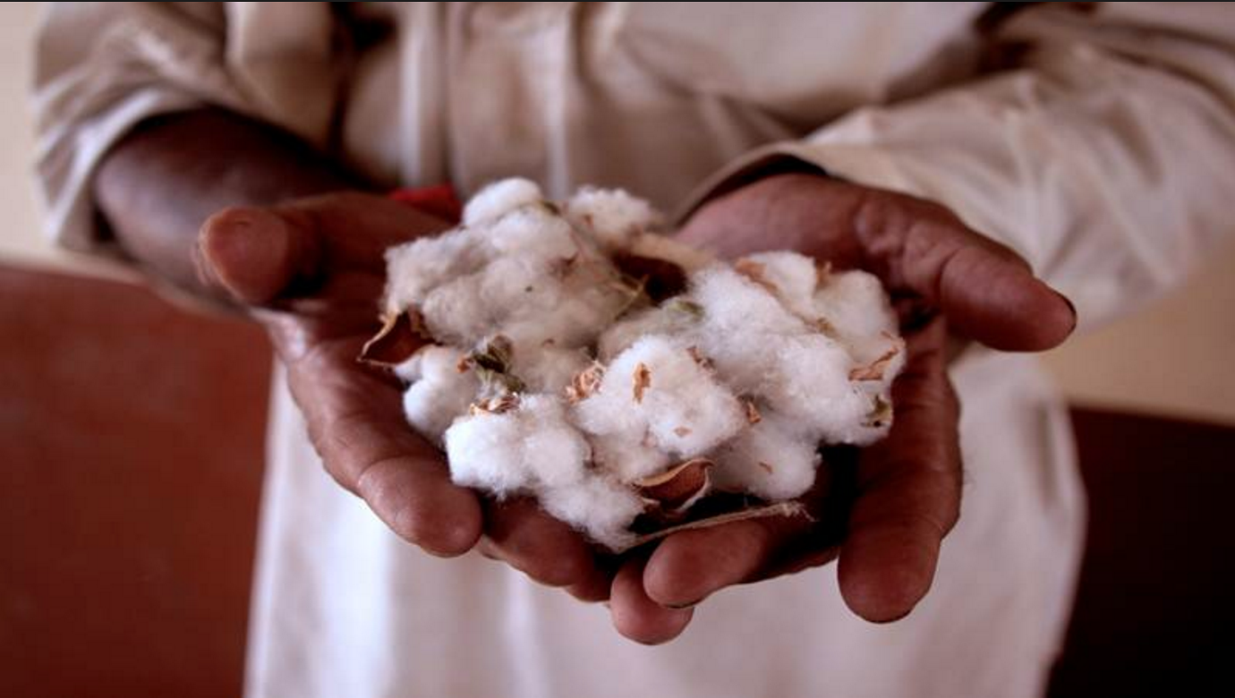Organic Kala Cotton in Kutch, Gujarat - published by Free Press Journal, India