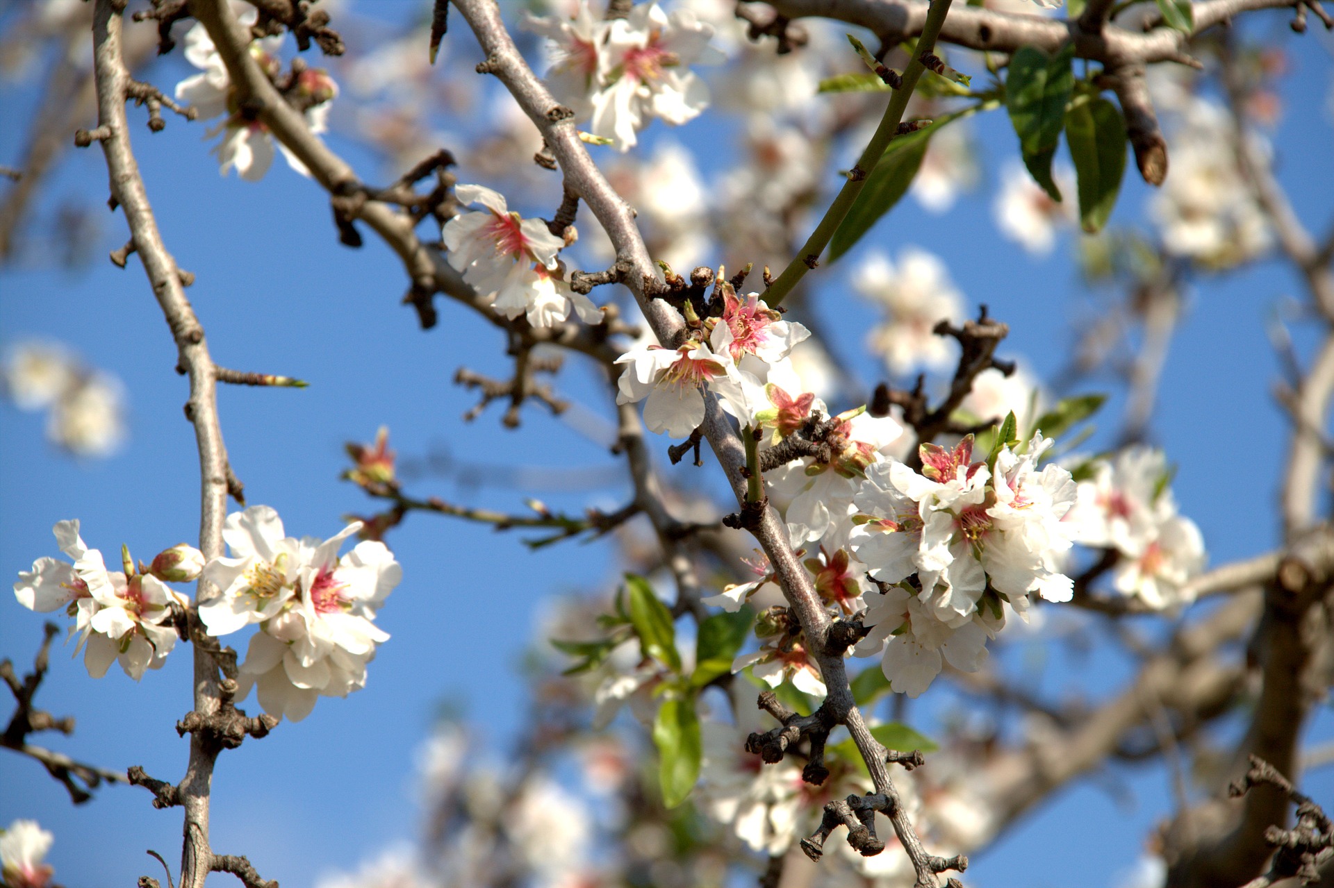 almond-blossom-4068566_1920.jpg