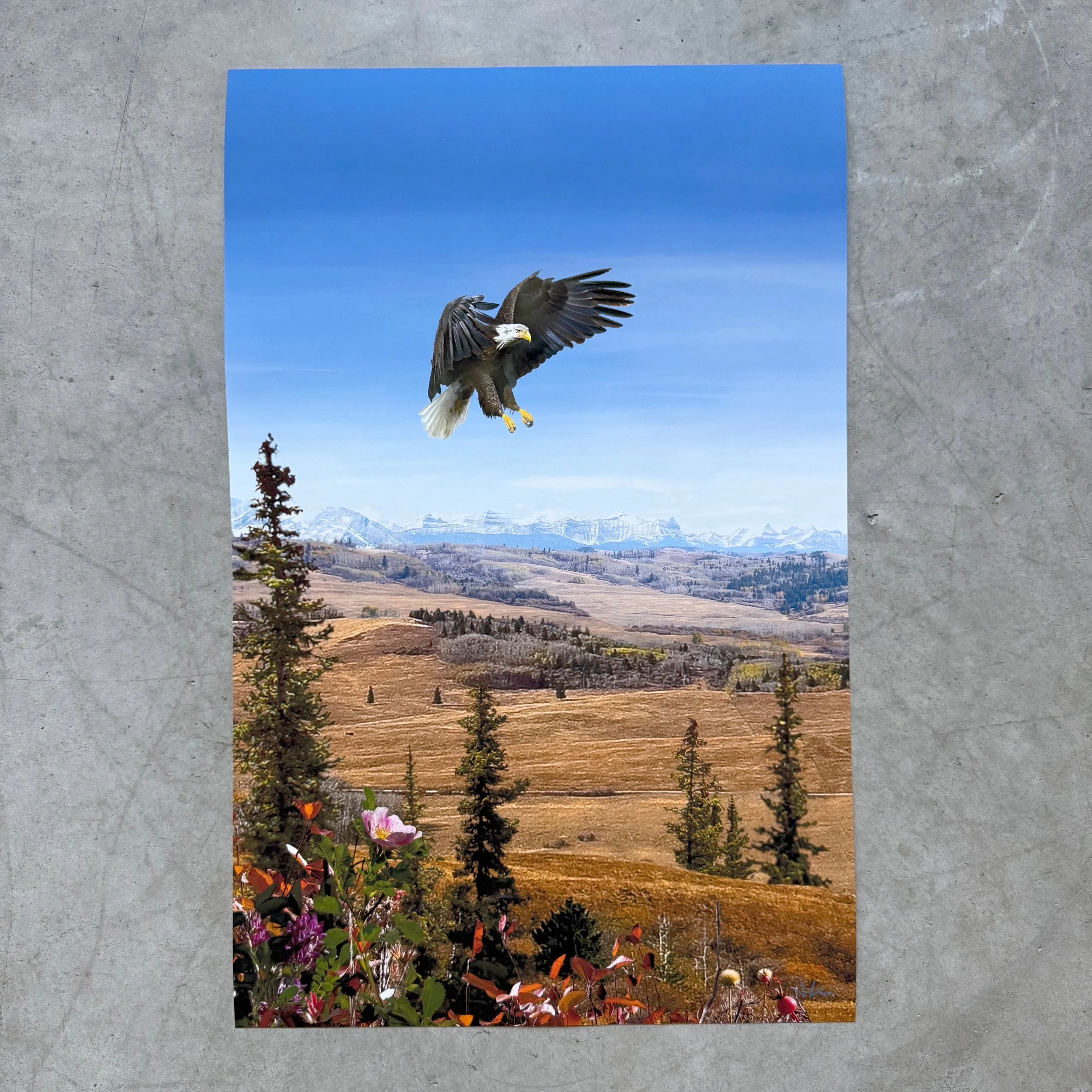 11 x 17 eagle - 1.jpg