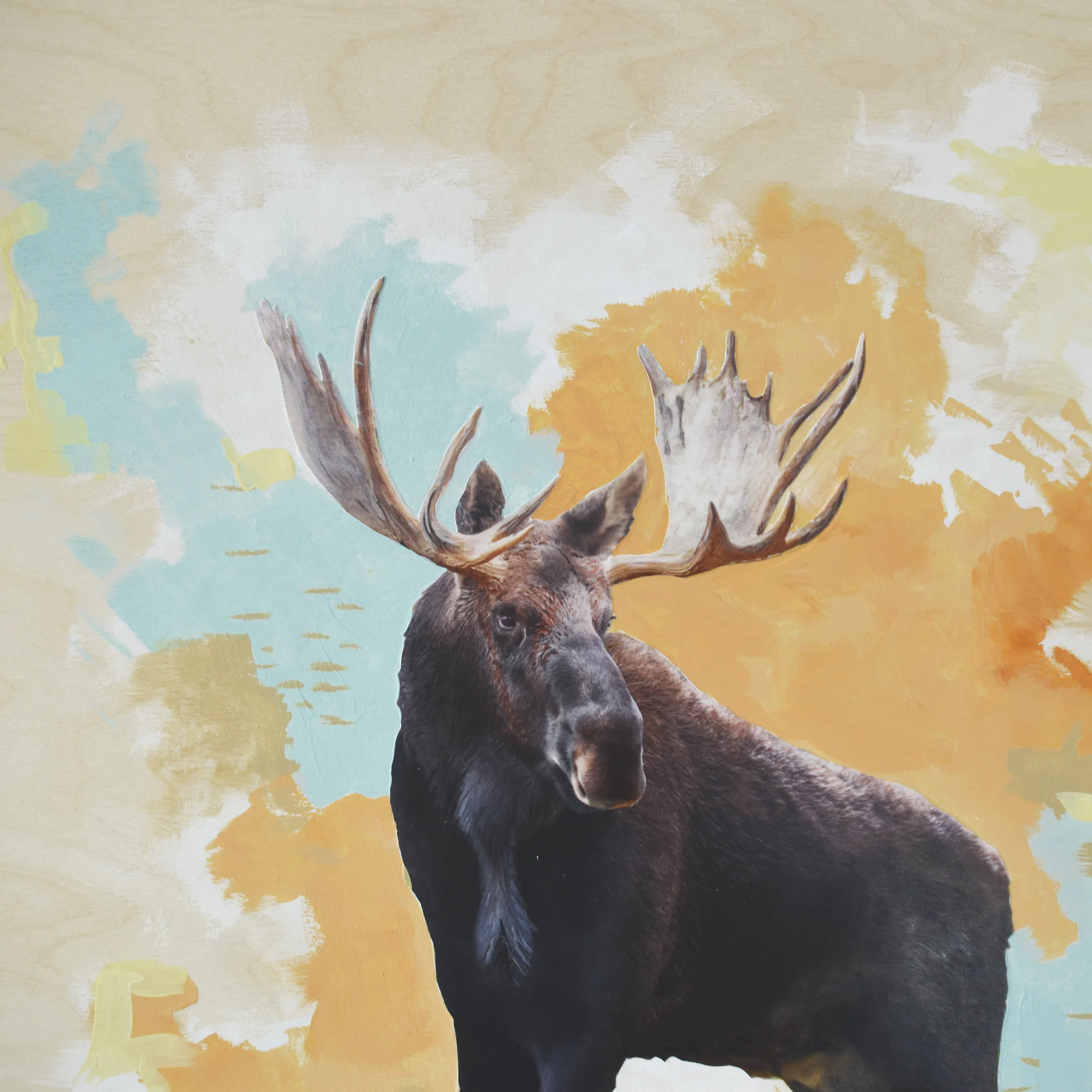 moose 1a.jpg