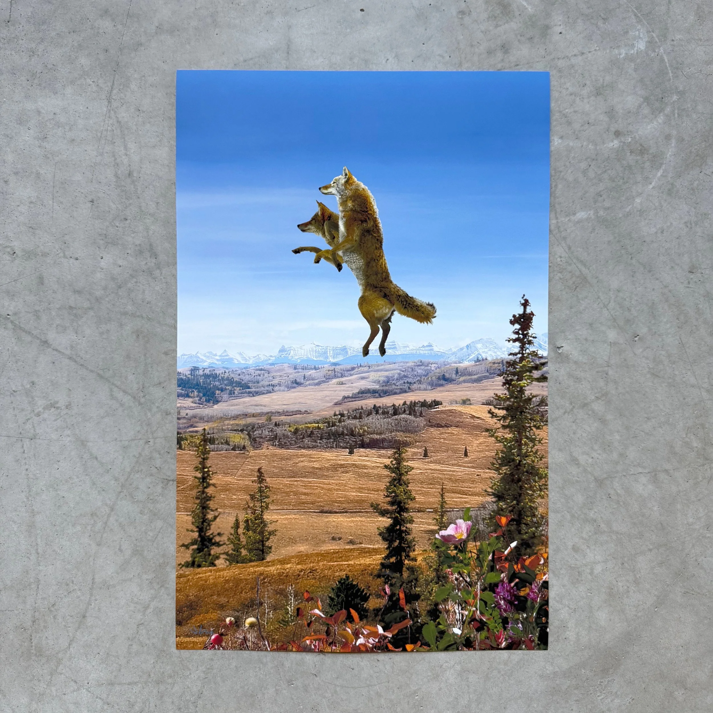 11 x 17 coyote - 1.jpg