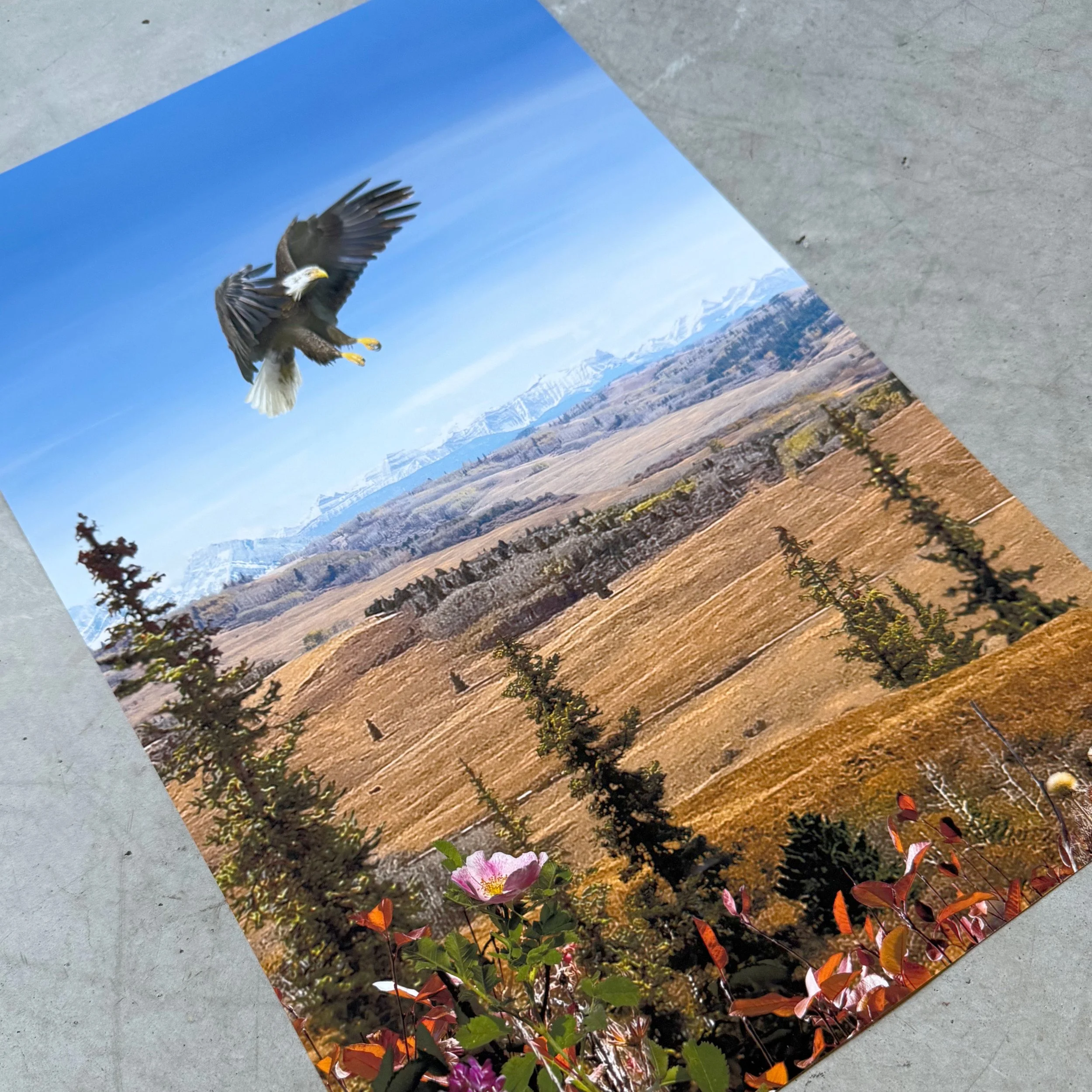 11 x 17 eagle - 2.jpg