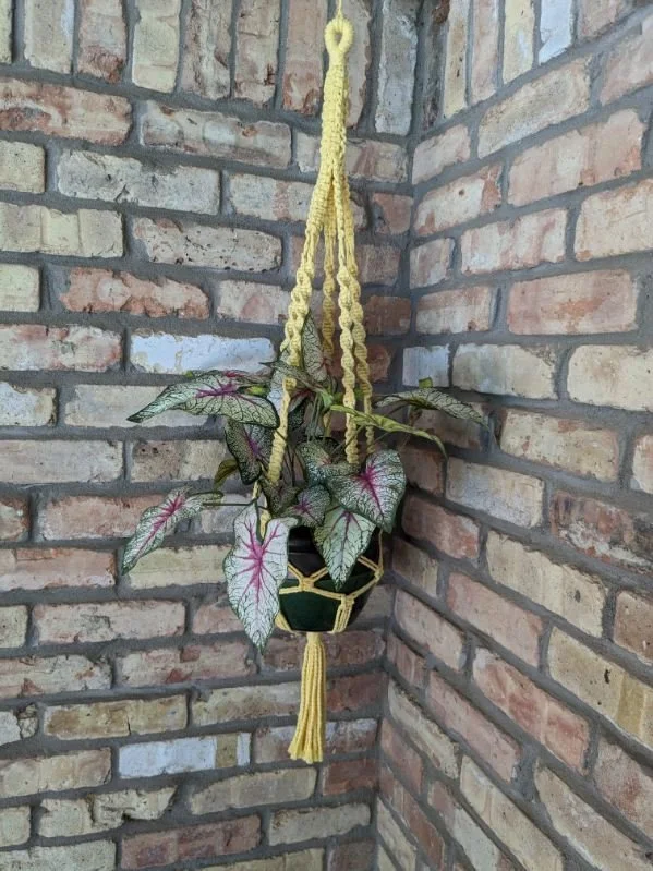 Macrame Plant Hanger Workshop (with Lauren Dansby)