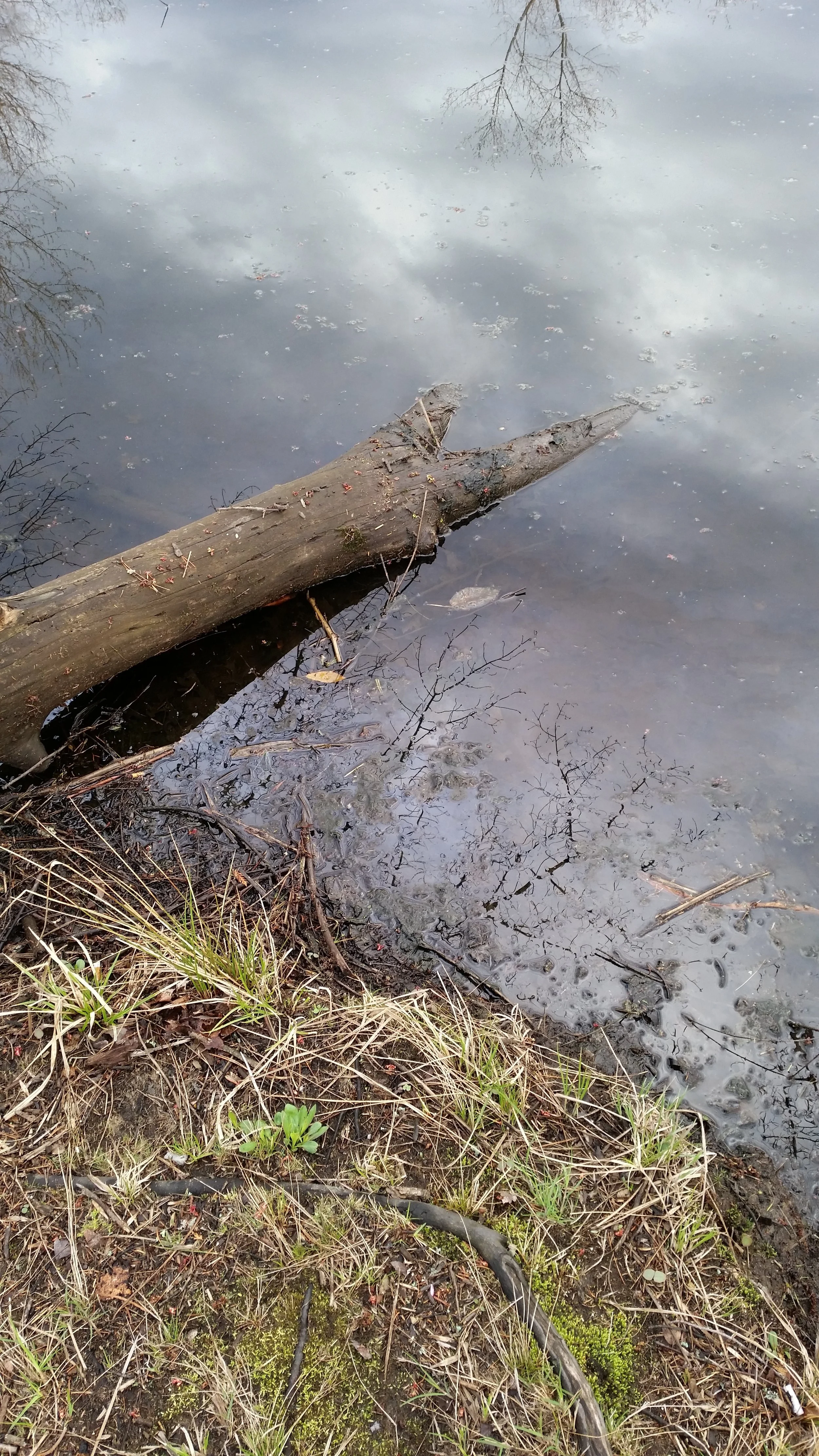 icy pond