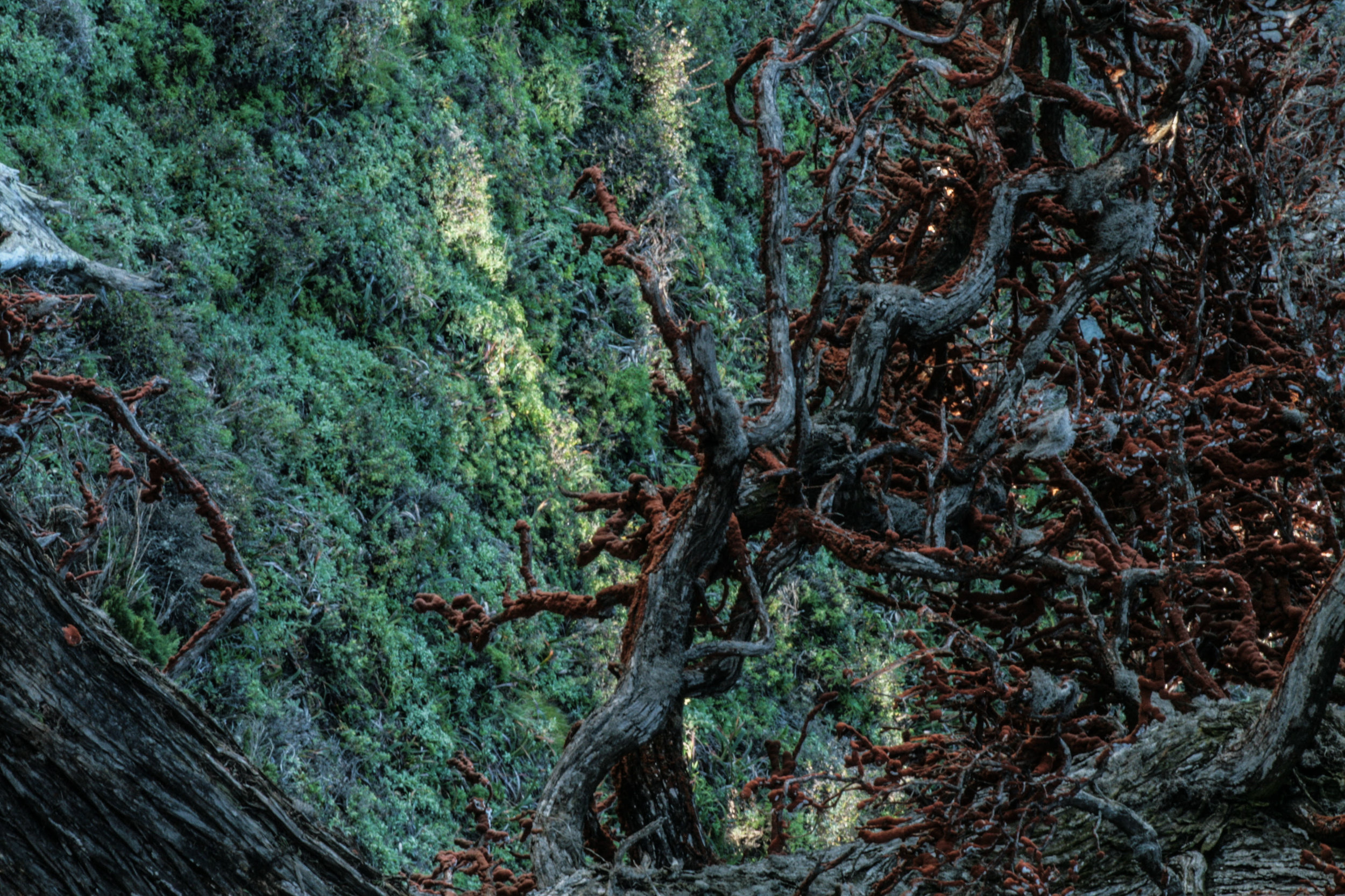    2015/2018 Pt Lobos CA   