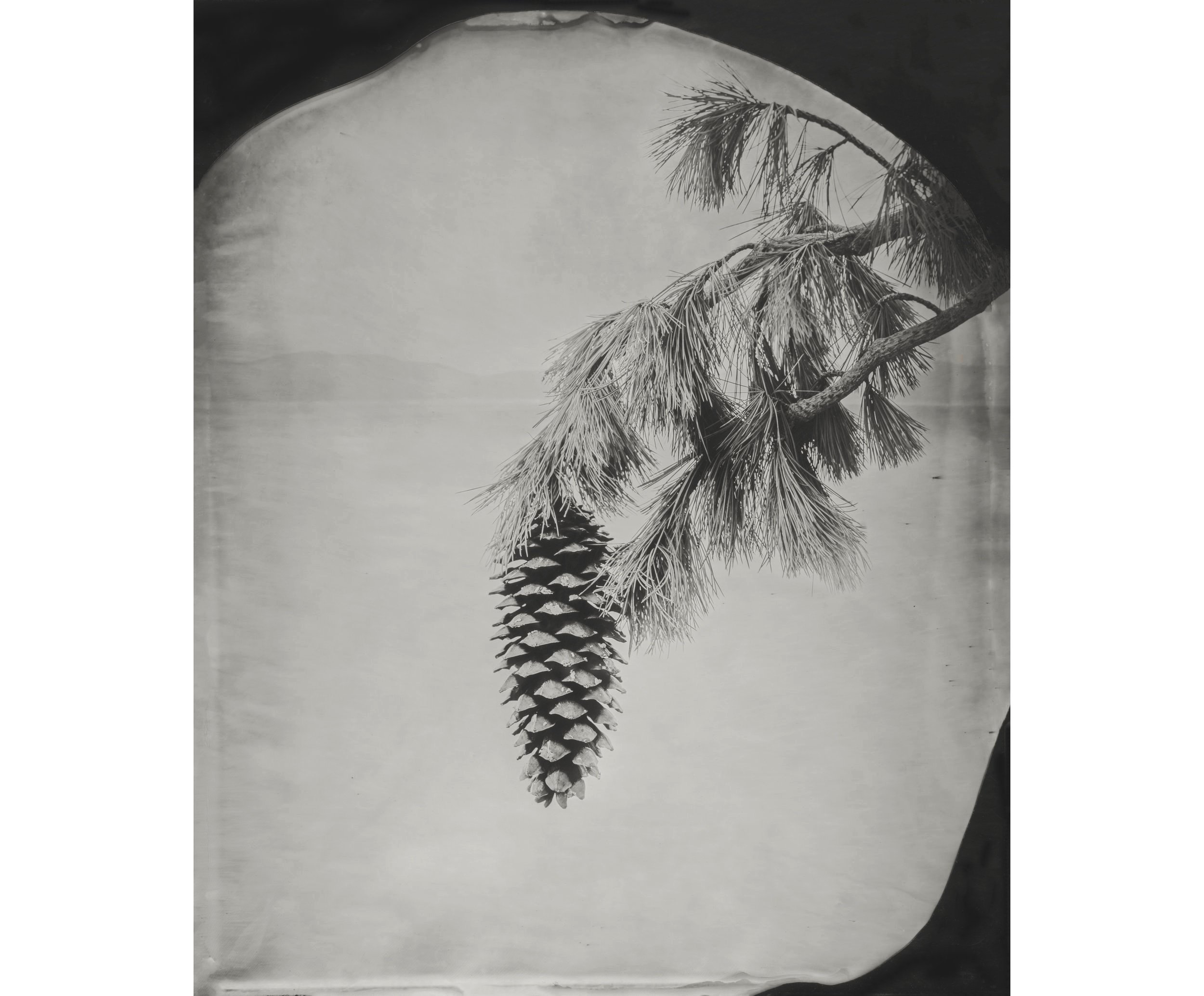 Ian+ruhter+print+family+tree.jpg