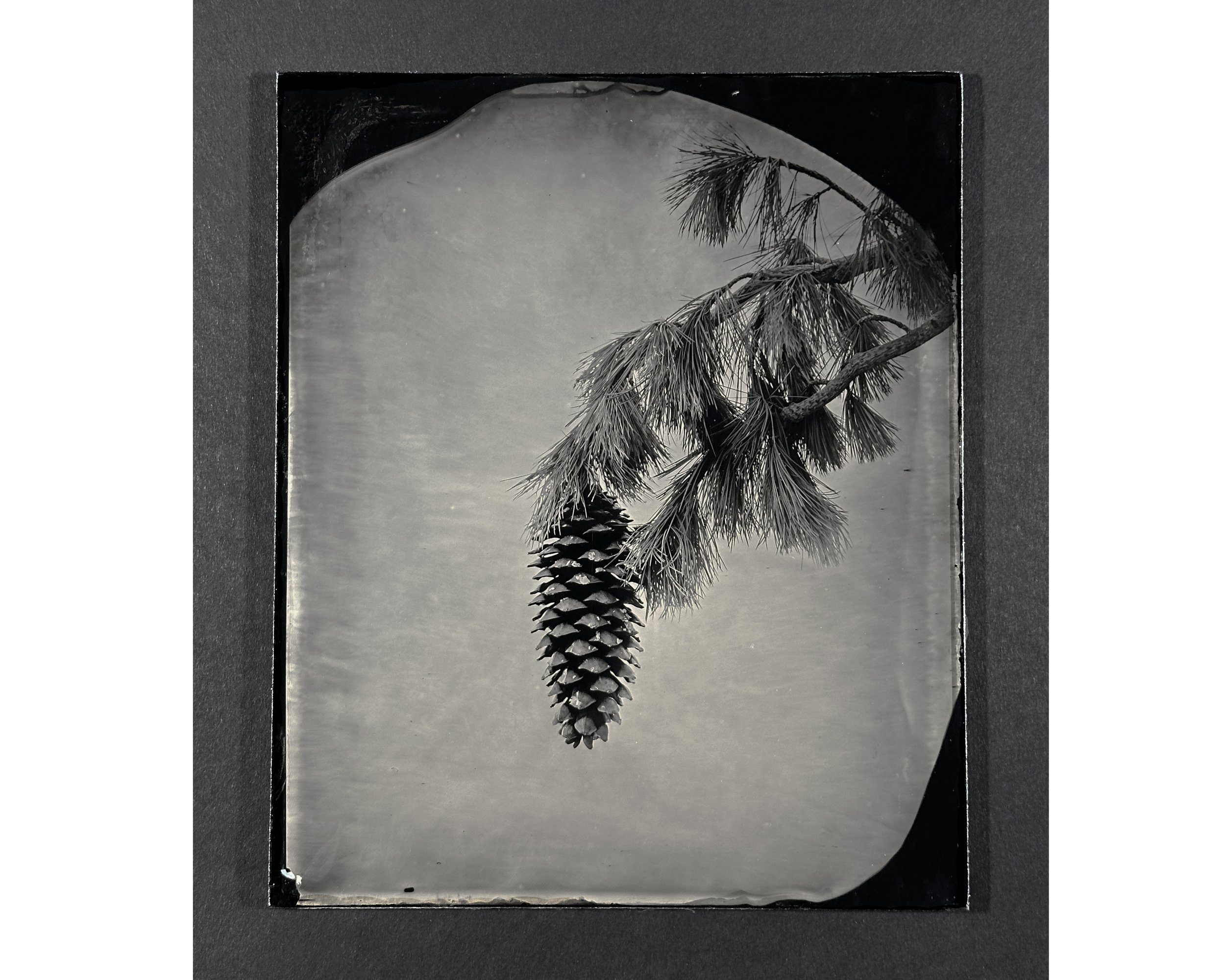 Pinecone 8x10" Wet Plate Collodion - Ambrotype