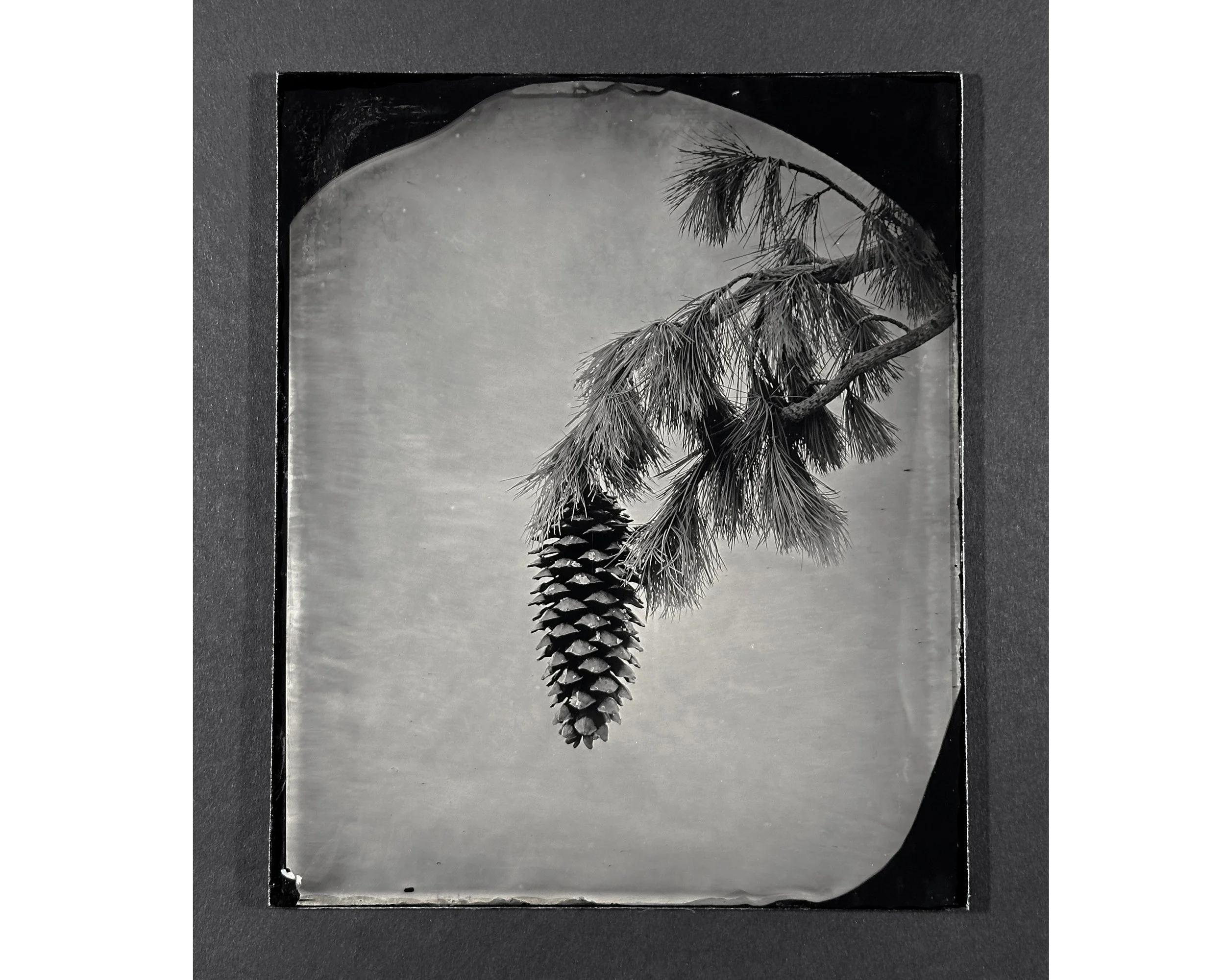 pine cone .jpg (Copy) (Copy) (Copy) (Copy)