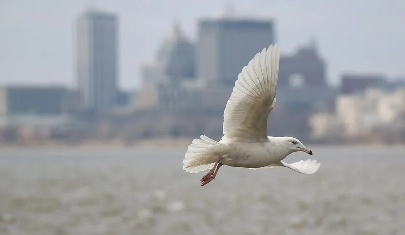 glaucous2-L.jpg