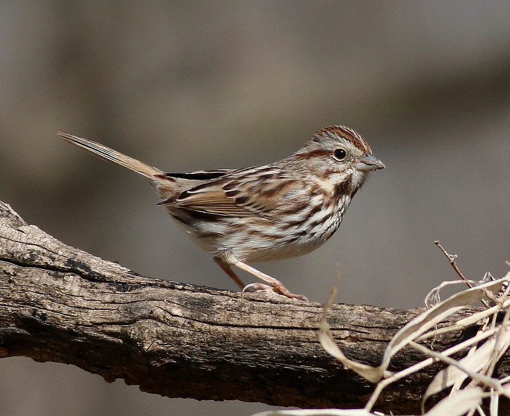 song sparrow.jpg
