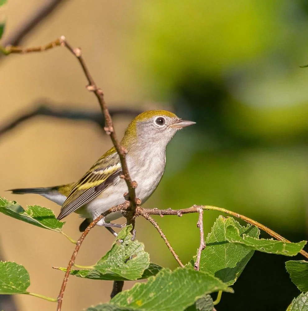 chestnut sided warbler.jpeg