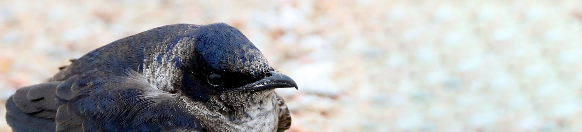 fatbird.png
