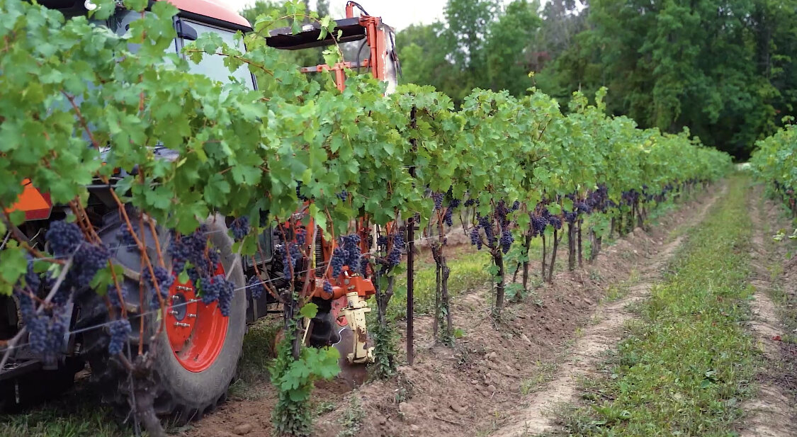 vineyard non herbicide pic 1.jpg