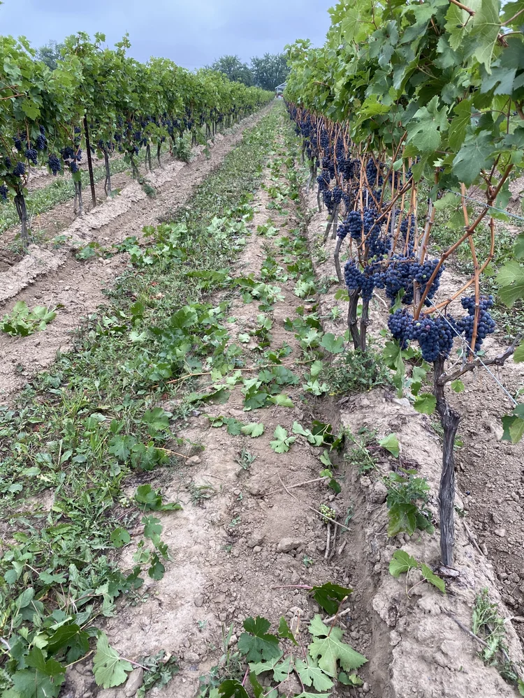 VINEYARD — DE SIMONE VINEYARDS