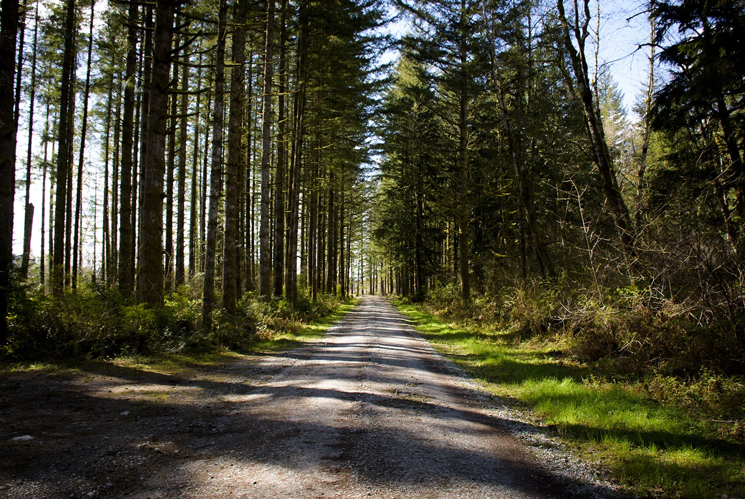 Tree Lined Gravel Road Landscape.jpg