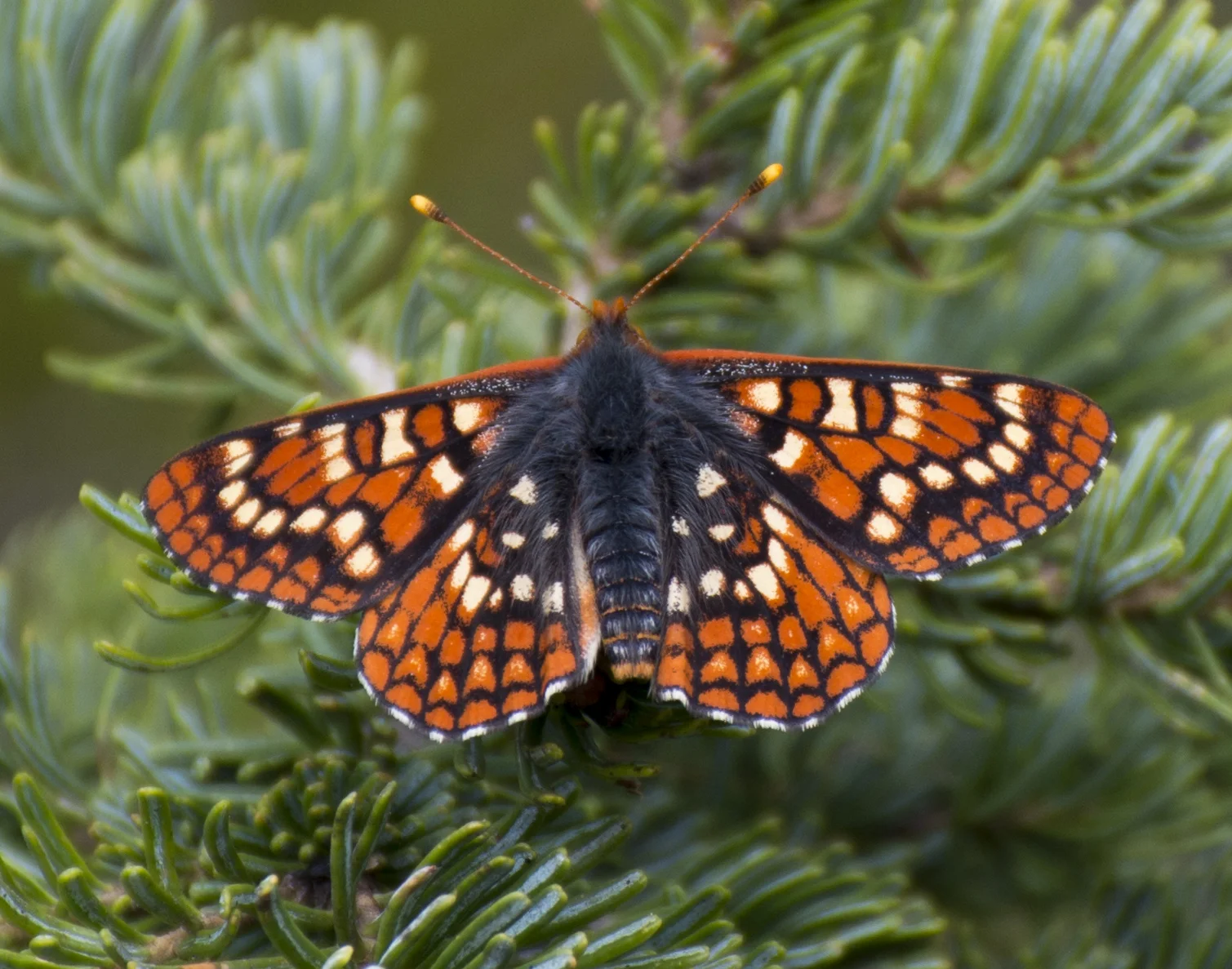 Butterfly HMPS 7-16-Zoom.jpg