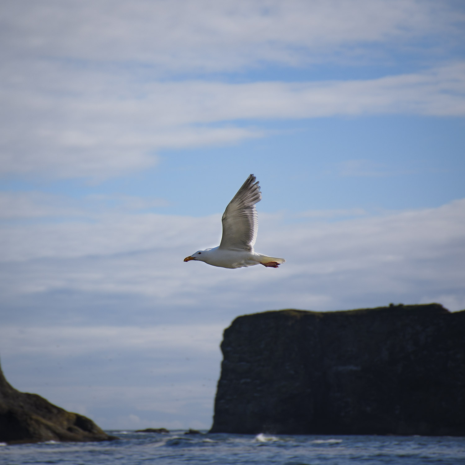 Wildlife 004.jpg