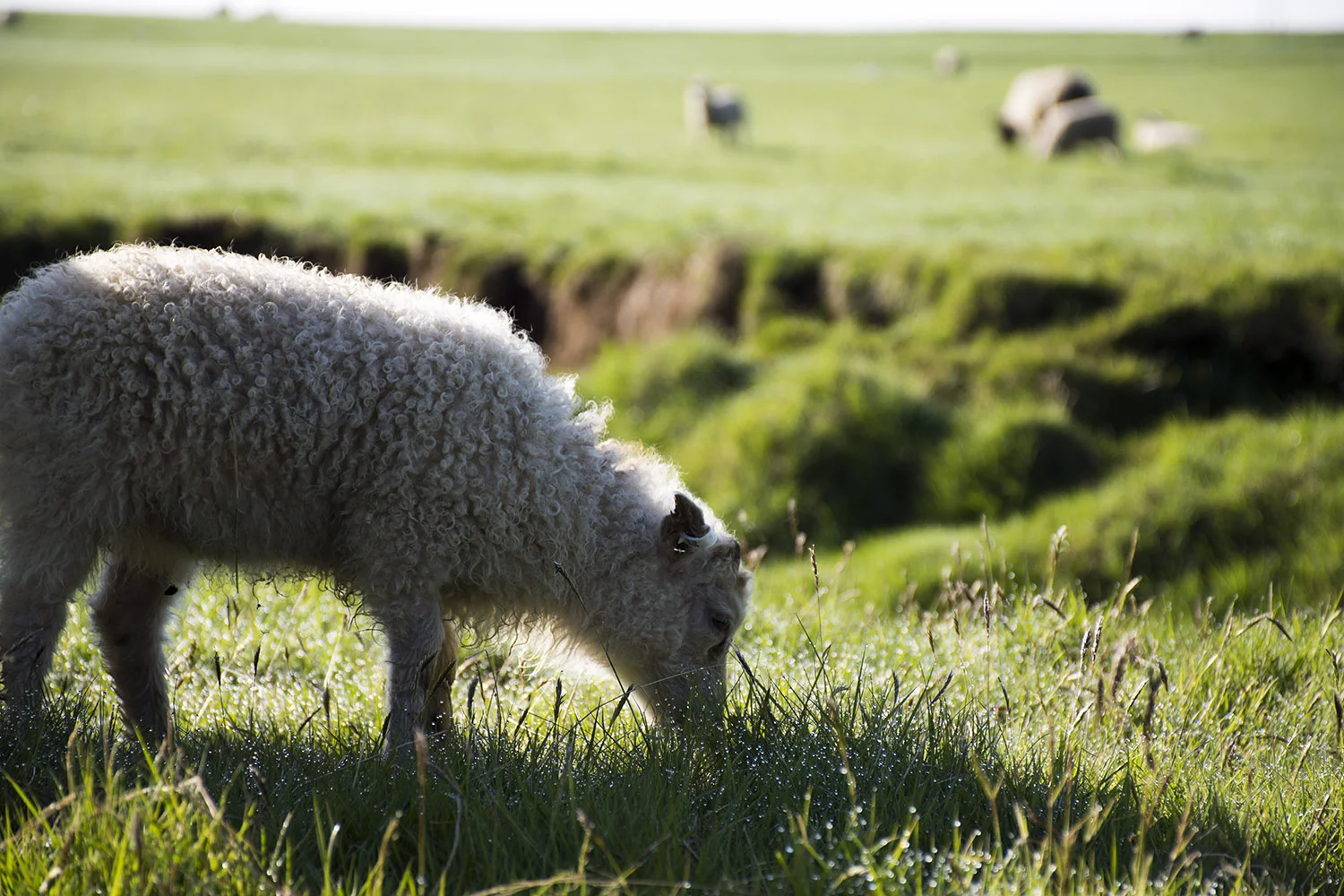 Baby Lamb.jpg