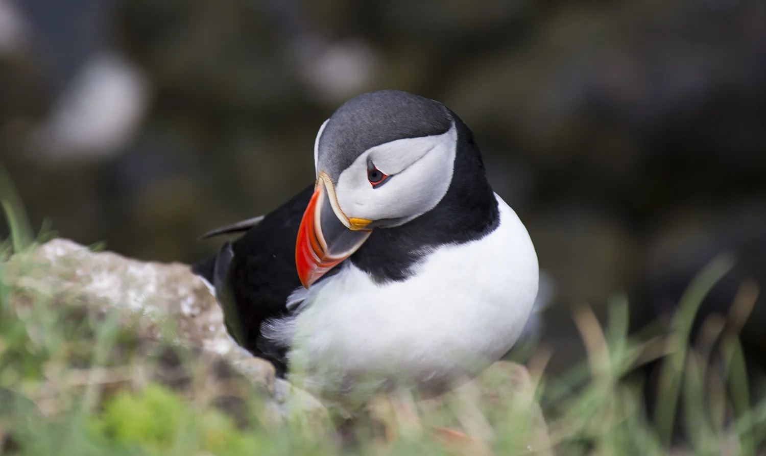 Puffin Nod.jpg