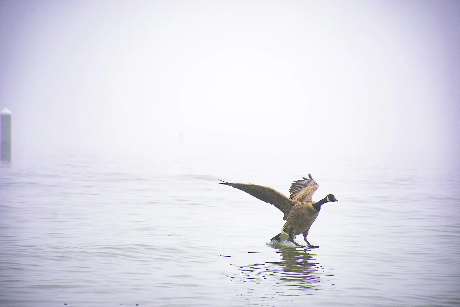 Canada Goose 01.jpg