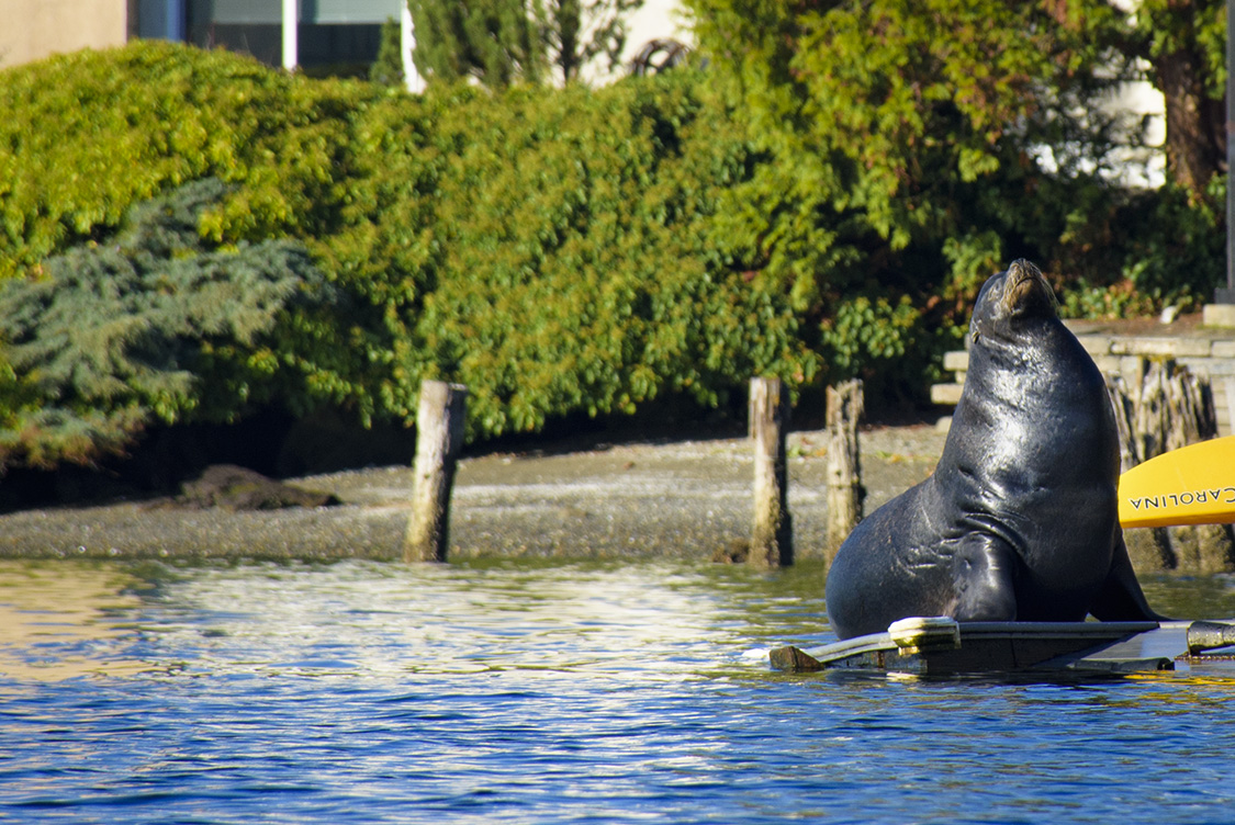 Sea Lion Puget Sound.jpg