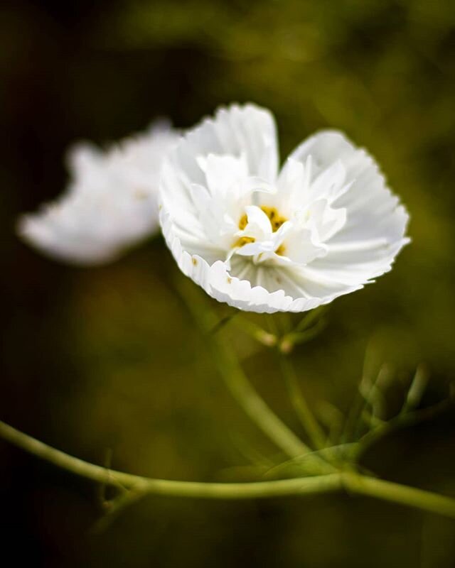 In bloom. 10.04.19
The last few days got away from me, but back to sharing some work. From my best friend's garden last year, @emilycatharine I cannot wait to see what quarantine gardening will have in store for 2020. Can't wait to come up and check 