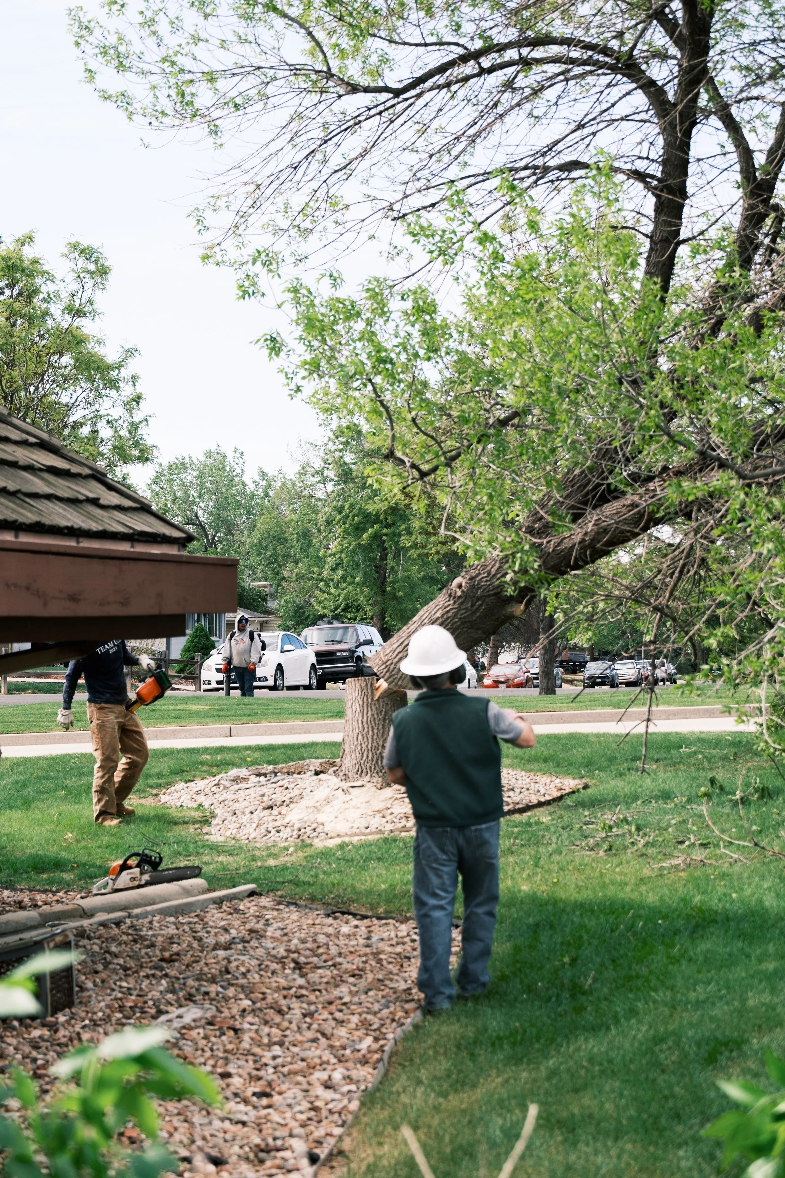 TreeRemoval(63of64).jpg