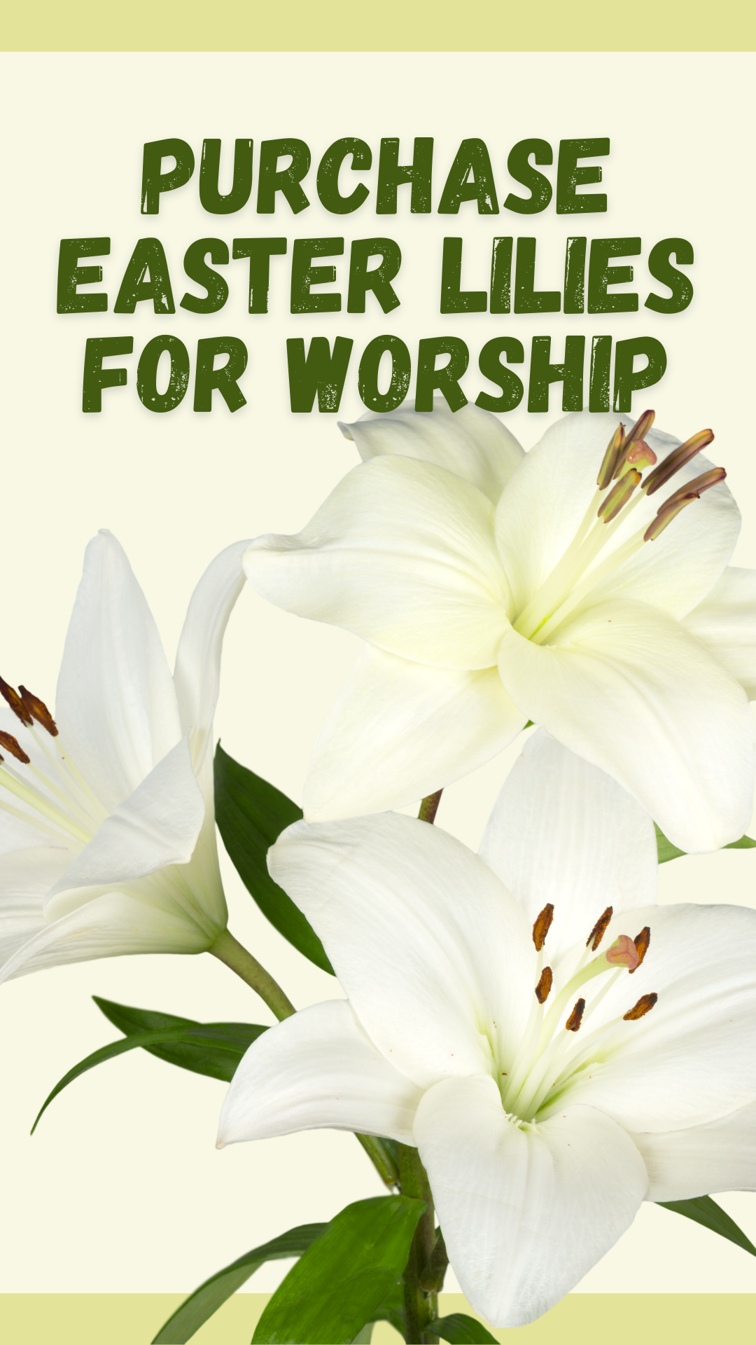Purchase Easter Lilies