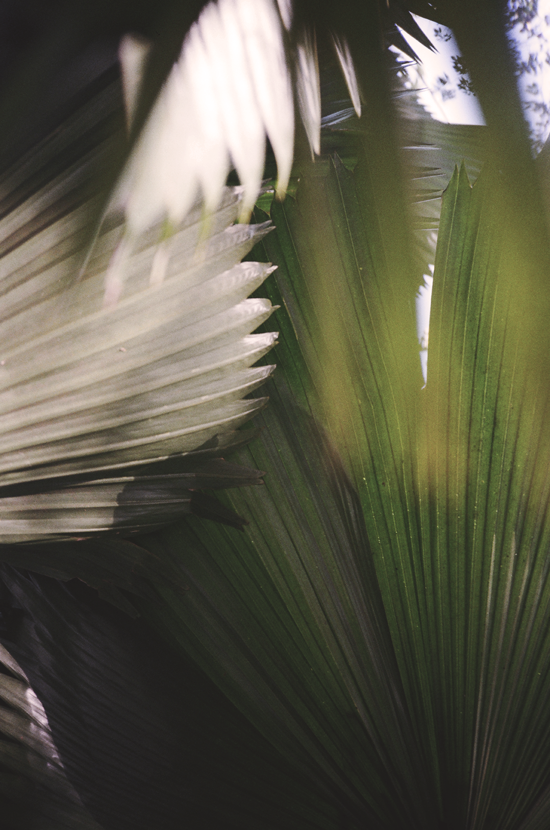 Palm_retouched_web.png