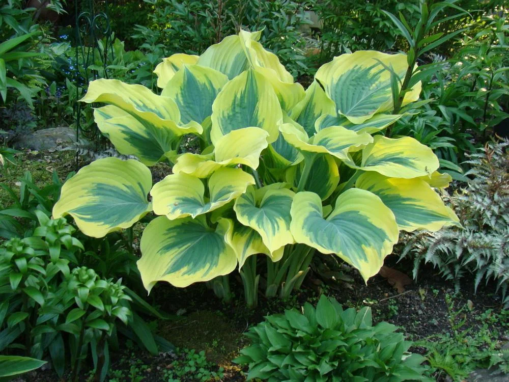 Shade Garden Plants - Hosta Garden Plants Online Guide | Savorys Gardens  Inc  Savory's Gardens